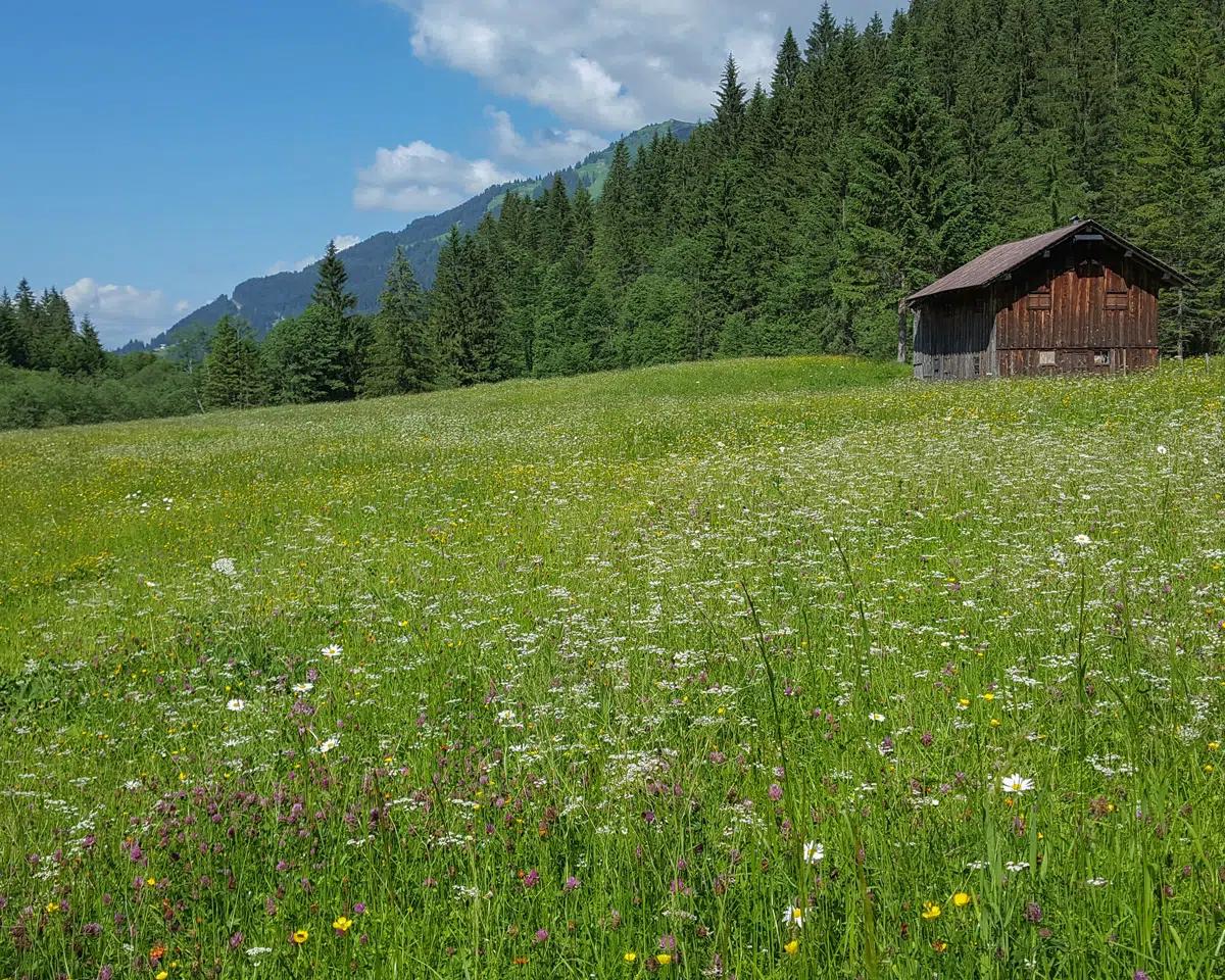 Naturzeithof Hirschegg (Vorarlberg) Exterior photo